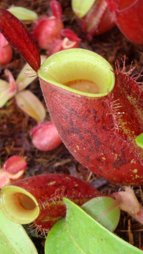 N. ampullaria 'Lime Twist'
