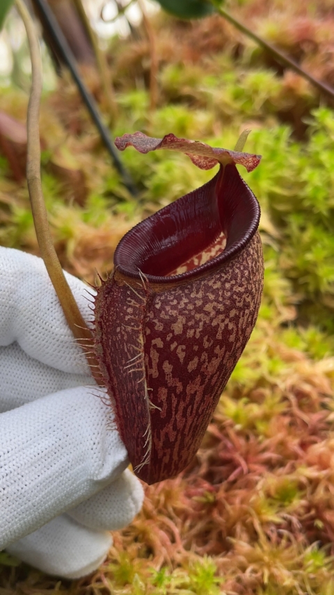 N. talangensis – assorted clones