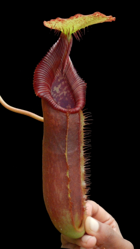 N. singalana x lowii – assorted clones