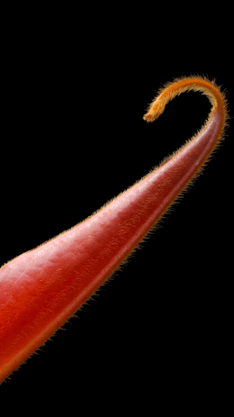 N. peltata x (veitchii x lowii)