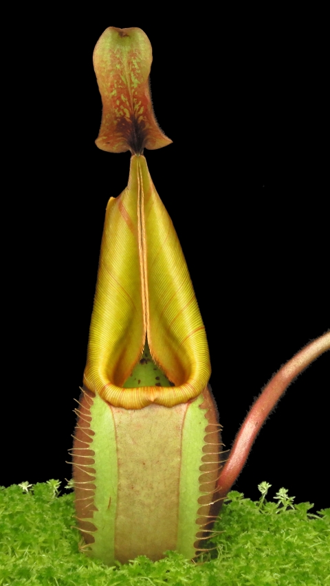 N. veitchii - Bario Highland - grex # 2