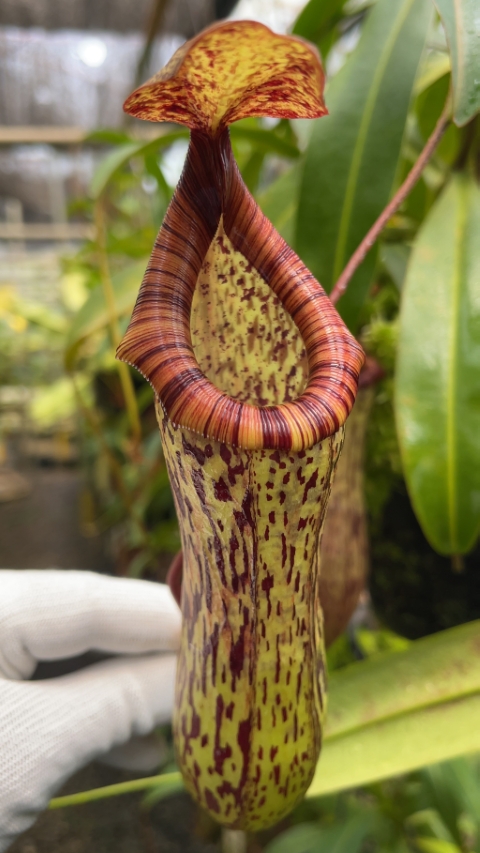 N. vogelii x ventricosa - selected clone