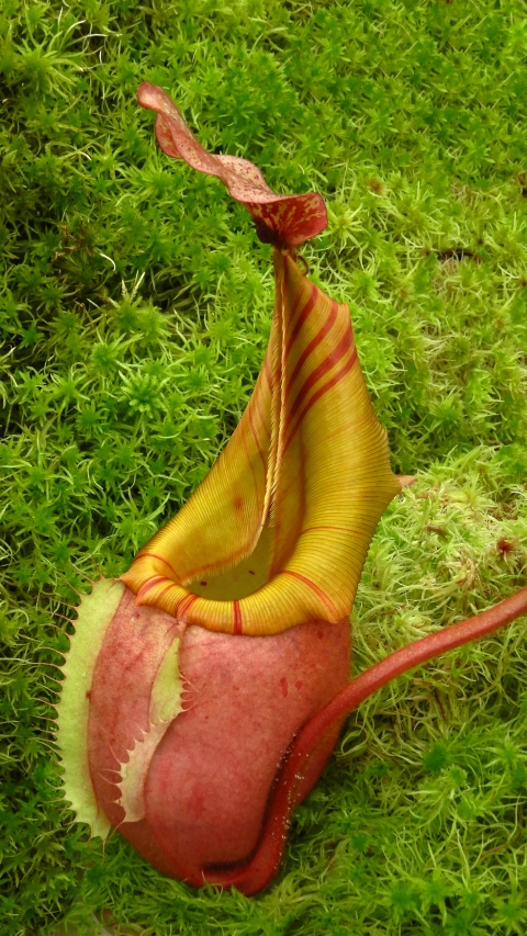 N. veitchii - Bario Highland - grex # 2