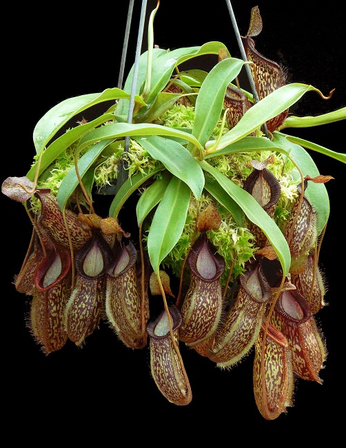N. talangensis x hamata – assorted clones