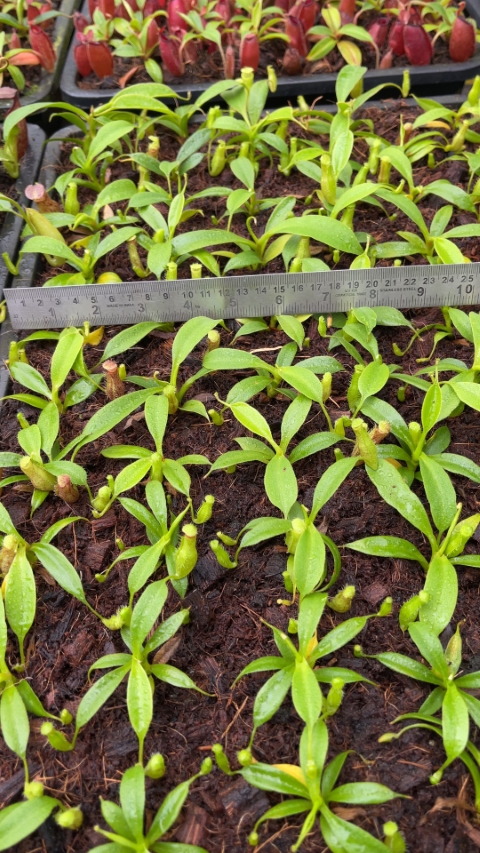 N. talangensis x robcantleyi