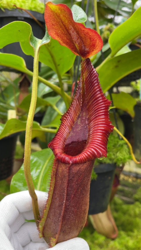 N. x ‘trusmadiensis’ x robcantleyi – assorted clones