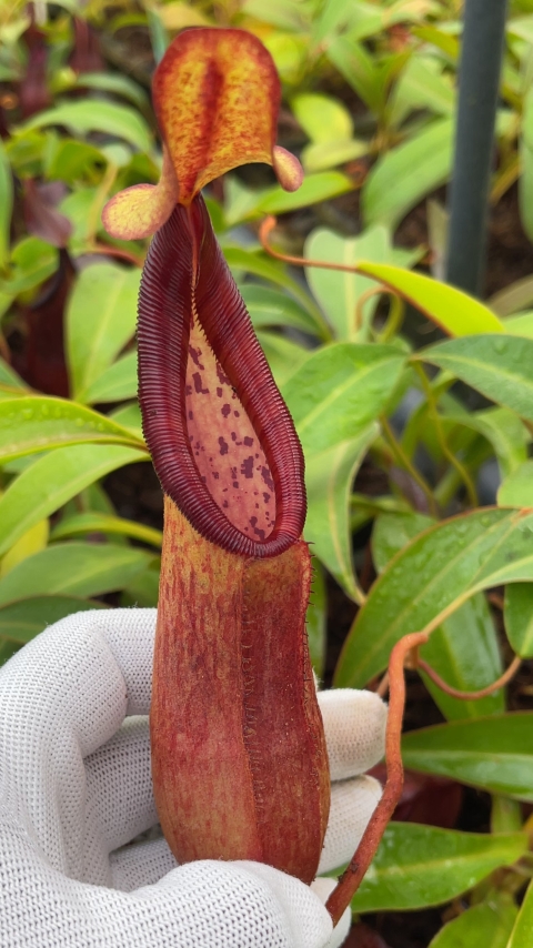 N. petiolata x (lowii x tentaculata) – assorted clones