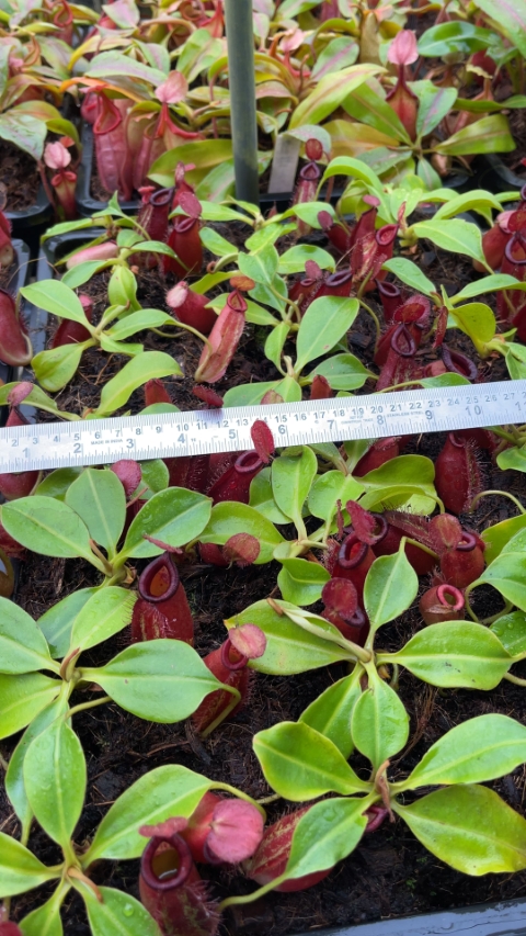 N. robcantleyi x ampullaria - selected clone