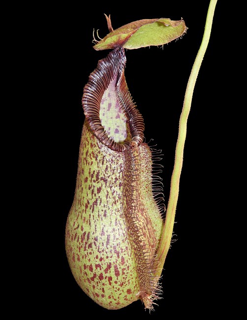 N. hamata x robcantleyi – assorted clones