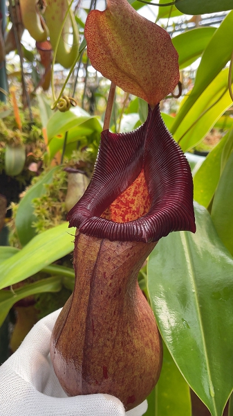 N. ventricosa x robcantleyi – assorted clones