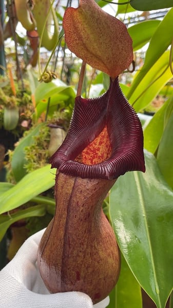 N. ventricosa x robcantleyi – assorted clones