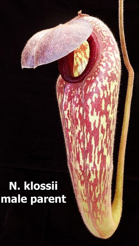 N. rajah x klossii