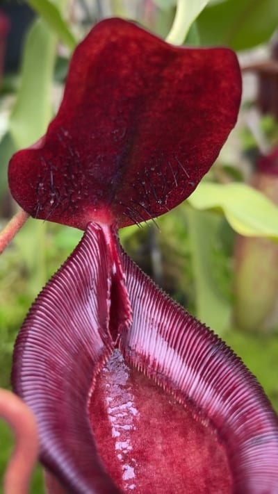 N. (aristolochioides x spectabilis) x lowii – assorted clones