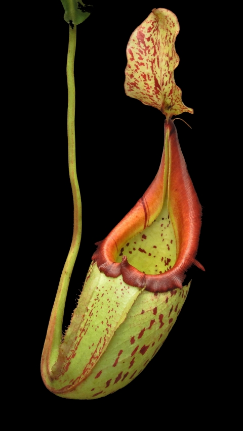 N. burbidgeae x veitchii