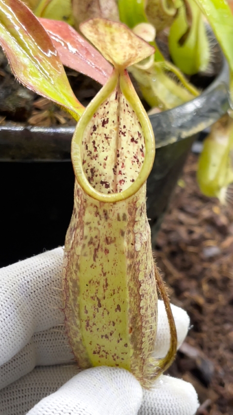 N. hirsuta - Serapi - assorted clones