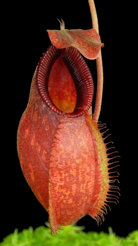 N. aristolochioides x diabolica - assorted clones from cuttings