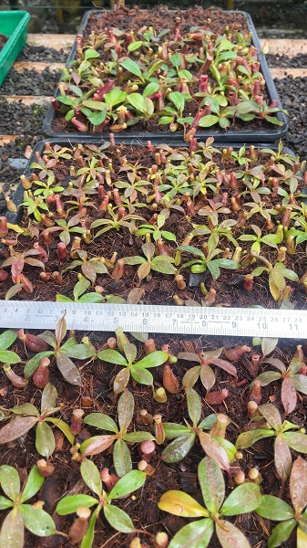 N. rajah x veitchii 'Gold Rush' – assorted clones