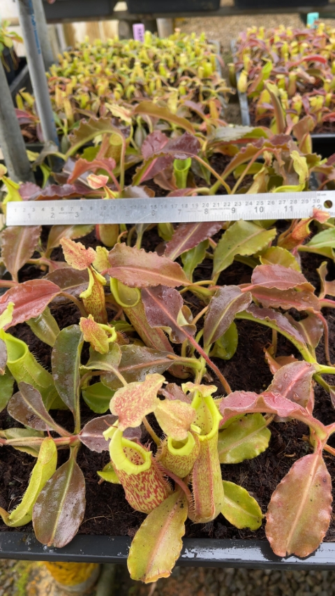 N. maxima - Sulawesi wavy-leaf – assorted clones