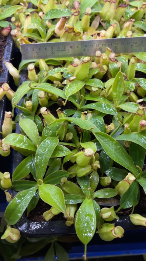 N. ampullaria x zakriana - selected clone # 3