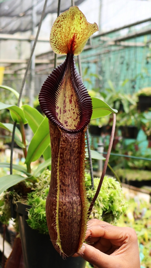 N. singalana x hamata - assorted clones