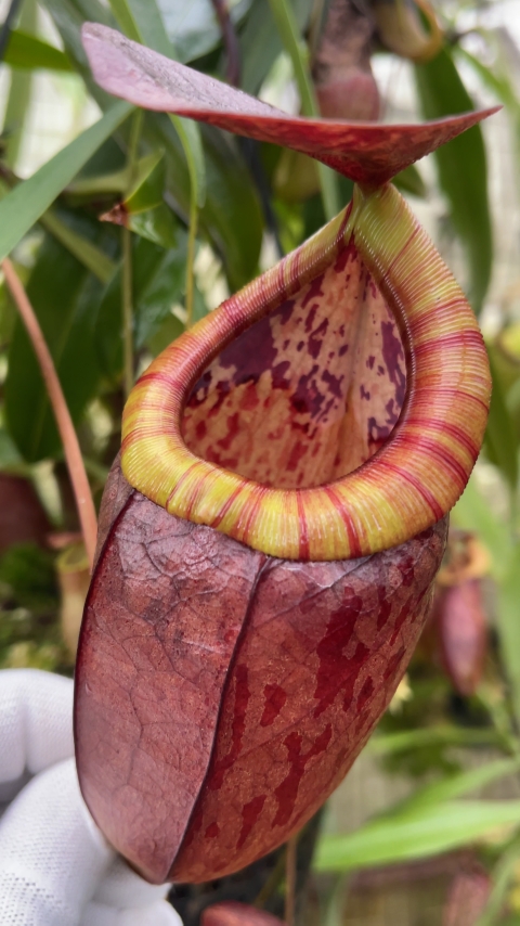 N. eustachya x tenuis - assorted clones