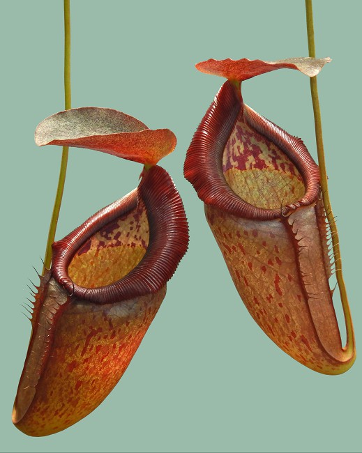 N. singalana x tenuis – assorted clones