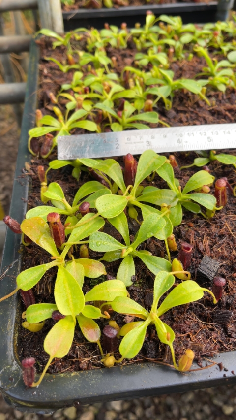 WIP N. lowii - Trus Madi - best selected clone