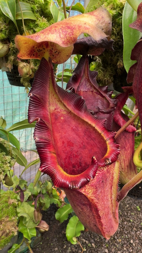 N. maxima x ‘trusmadiensis’ - selected clones