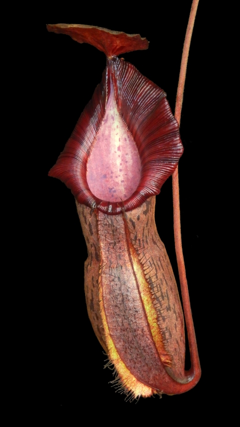 Nepenthes 'Helen' - selected cultivar