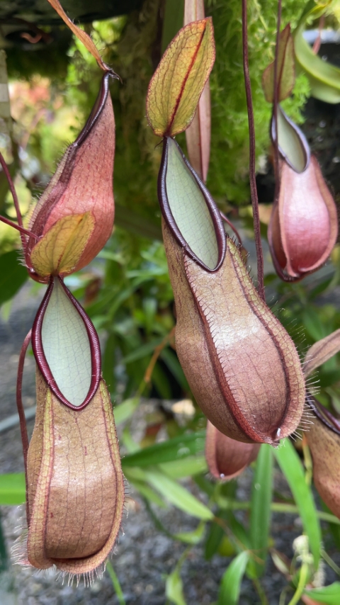 N. tentaculata – selected clone