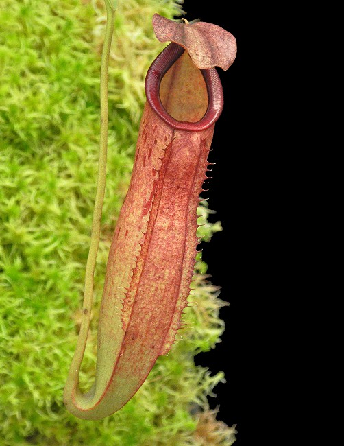 N. talangensis x reinwardtiana - assorted clones