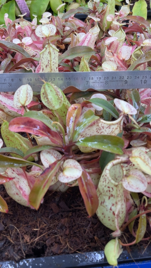 N. rafflesiana - Brunei light speckled - selected clone