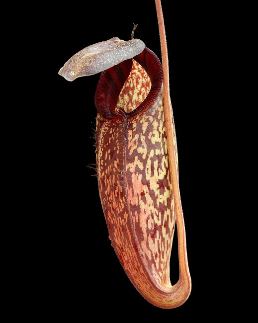 N. (aristolochioides x spectabilis) x klossii – assorted clones