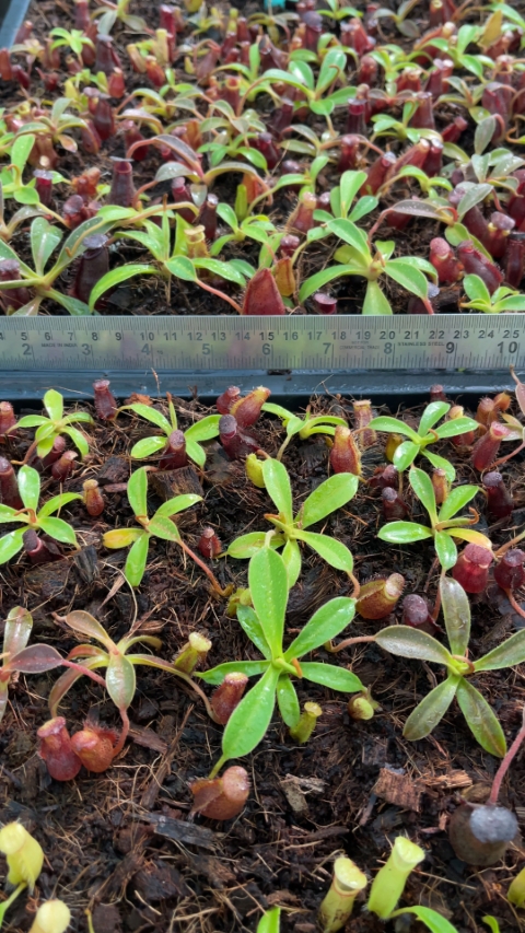 N. (aristolochioides x spectabilis) x lowii – assorted clones