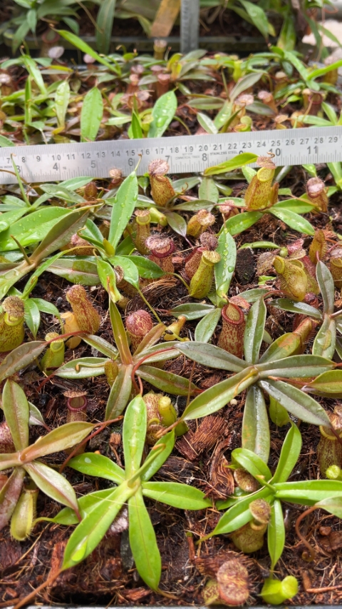 Nepenthes hamata x tenuis – assorted clones