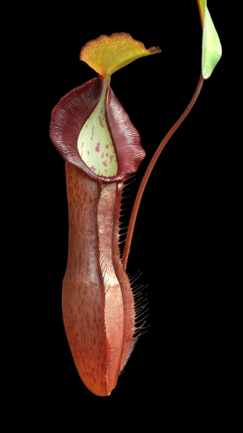 N. ramispina x singalana – selected clone