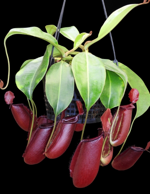 N. robcantleyi x ampullaria - selected clone