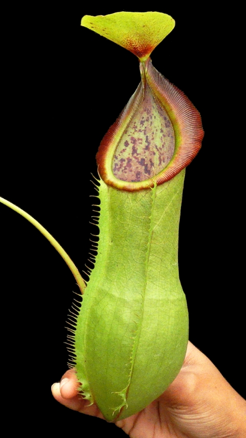 N. spathulata x tobaica – yellow-green