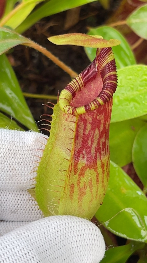 N. burkei x ephippiata – assorted clones