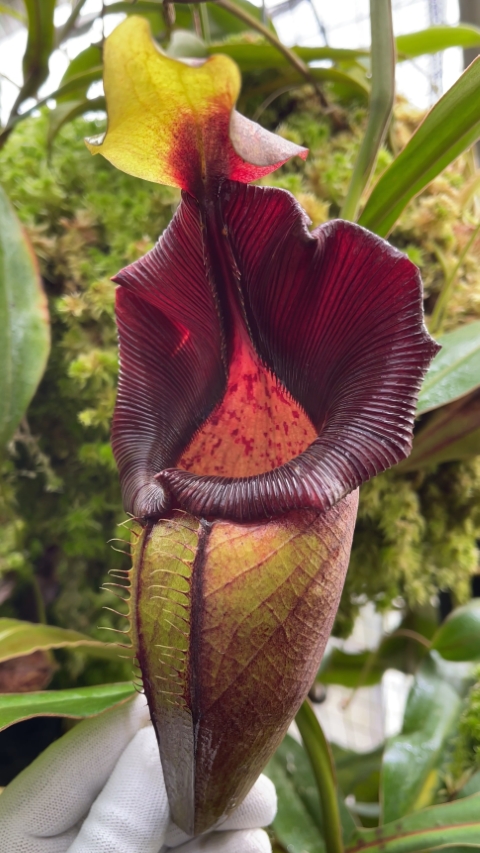 N. ovata – selected clone