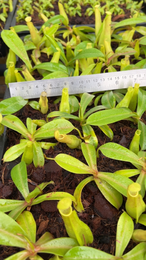 N. reinwardtiana – assorted clones