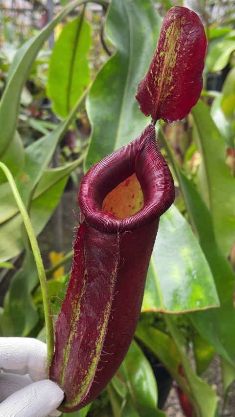 N. robcantleyi x ampullaria - selected clone