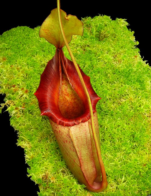 N. rajah x veitchii – assorted clones