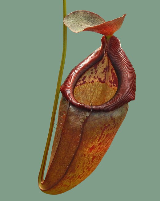 N. singalana x tenuis – assorted clones