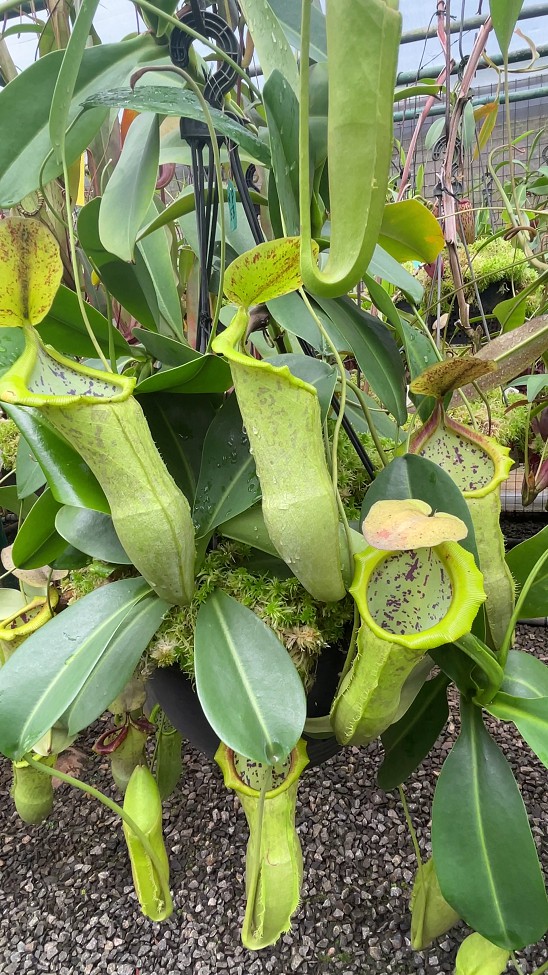 N. spathulata x campanulata – best selected clone