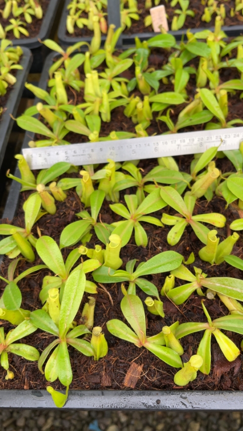 N. reinwardtiana – assorted clones