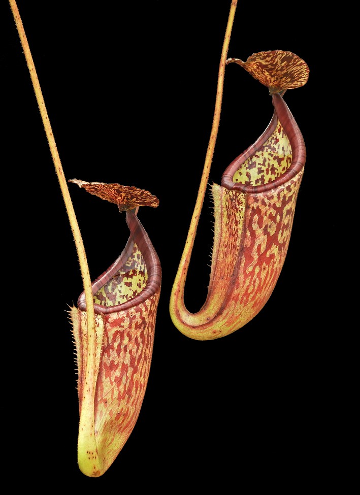 N. burbidgeae x glandulifera - best selected clone