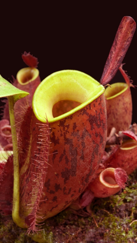 N. ampullaria 'Lime Twist'