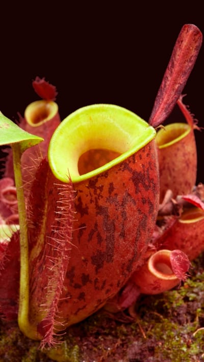 N. ampullaria 'Lime Twist'
