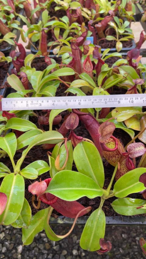 N. (veitchii x lowii) x samudera - assorted clones